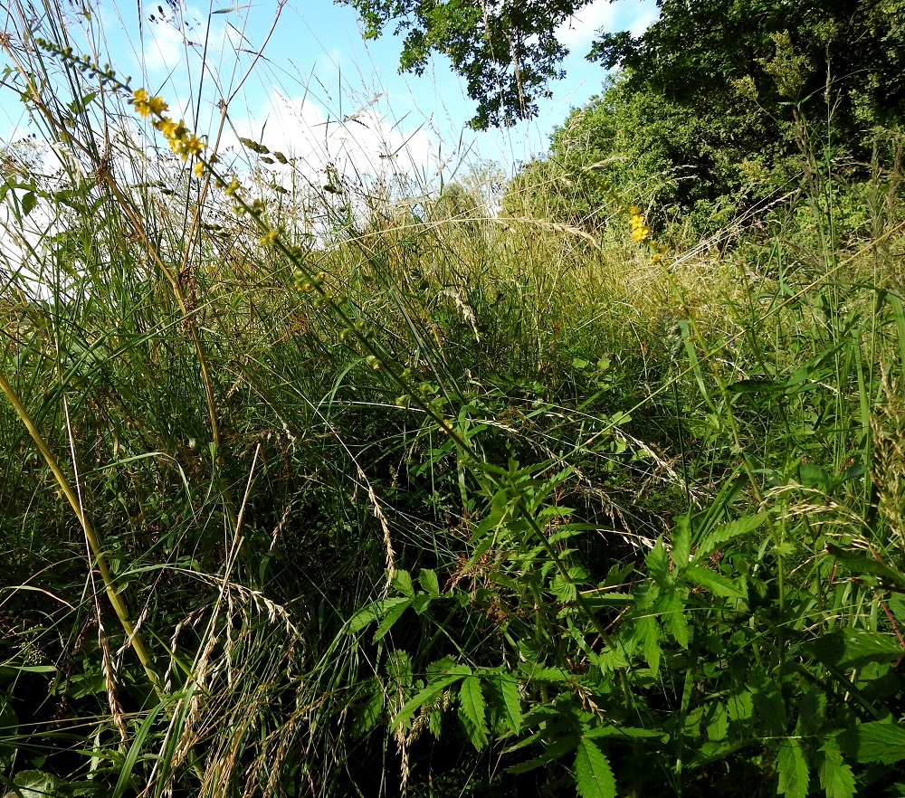 Agrimonia eupatoria - maarianverijuuren lehdet pienenevät selvästi latvaa kohti. Kukinto on varren ja sen haarojen latvassa oleva, kapea tähkä, joka on yleensä noin 15-30 cm pitkä ja noin 1,5-2 cm leveä. Kasvupaikkoina ovat lähinnä kuivahkot niityt, kedot, lehtoniityt, laitumet, metsänreunat, tienvarret ja erilaiset pientareet. Laji on kalkinsuosija. 10.7.2022. Copyright Hannu Kämäräinen.