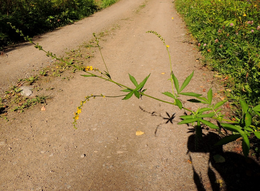 Agrimonia pilosa - idänverijuuren varret yleensä haarovat yläosastaan. Kukinnot ovat varren ja sen haarojen kärjessä. Kuvassa olevalla kasvupaikalla osa varsista oli kallistunut metsätien ylle vapaampaan aurinkoon. 9.8.2015. Copyright Hannu Kämäräinen.