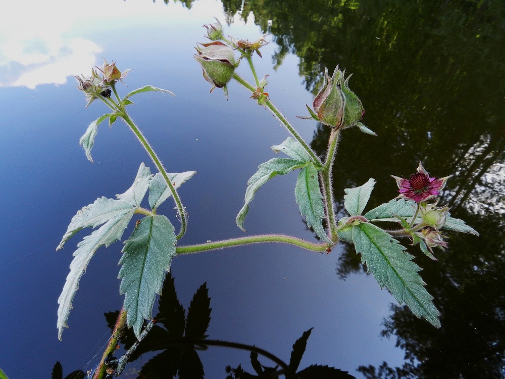 Comarum palustre - (suo)kurjenjalka on nimensä lisämääreen mukaisesti ennen kaikkea suokasvi, mutta lammissa ja lampareissa sen laajaan maavarsistoon tukeutuvat kukkavarret voivat kasvaa avovedessäkin. Varret ovat yläosastaan haarovat, alempaa vaihtelevasti punertavat, ylempää vihreäsävyiset ja liereät sekä siirottavasti pehmeäkarvaiset ja nystykarvaiset. EH, Hämeenlinna, Pullerinmäki, Viisari, Kahtoilammen rantaneva Ahvenistonharjun juurella, 2.7.2011. Copyright Hannu Kämäräinen.