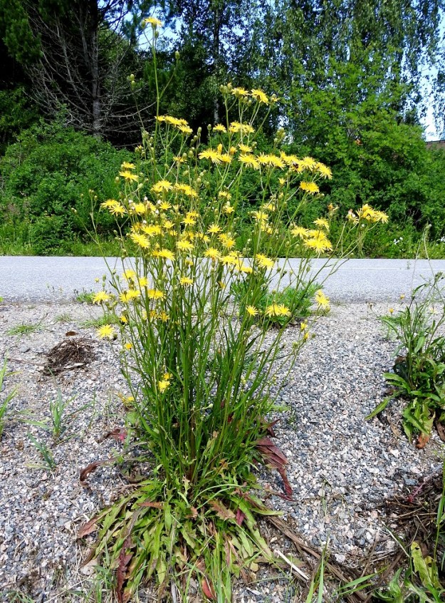 Crepis biennis - piennarkelton yksilöt ovat toisinaan jopa monikymmenvartisia. Lukuisan ja kookkaan varsijoukon hyvinvointiin riittää jopa karu tienlaitasoraikko. 8.7.2024. Copyright Hannu Kämäräinen.