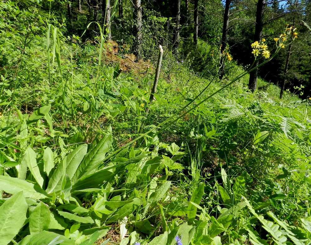 Crepis praemorsa - vanakeltolla on nykyään vain muutama kasvupaikka Suomessa. Etelä-Hämeen eliömaakunnassa, Hämeenlinnassa on viisi kasvupaikkaa ja Ahvenanmaan Hammarlandissa yksi kasvupaikka. Kaikkiaan kasvupaikkoja on tunnettu noin kolmisenkymmentä, mutta valtaosa löydöistä on yli 50 vuotta vanhoja ja kasvustot jo hävinneitä. Nykyään kasvupaikkoina Hämeenlinnassa ovat lähinnä harjurinteiden mänty- ja sekametsien laiteet tai valoisat aukot ja polunvarret sekä Hammarlandissa lehdesniitty. Vanakeltto on rauhoitettu koko maassa ja luokiteltu erittäin uhanalaiseksi (EN). 21.6.2012. Copyright Hannu Kämäräinen.