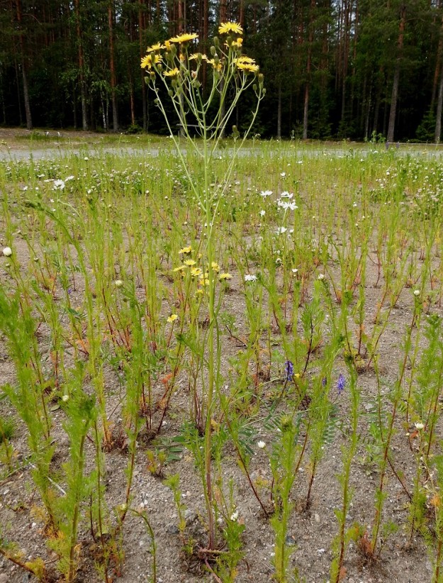 Crepis tectorum subsp. tectorum - kallioketokeltto voi kasvaa myös pelkästään yläosastaan haarovana. Sen korkeus vaihtelee tavallisesti noin välillä 10-60 cm, mutta voi toisinaan yltää jopa 90 cm:iin. Tyvilehdet ovat kukintavaiheessa yleensä lakastumassa tai jo lakastuneet. EH, Iitti, itälaita aivan Kouvolan rajan tuntumassa, Tillola, Miehonkangas, Anhavaistentien varressa oleva sorakenttäalue, 1.7.2017. Copyright Hannu Kämäräinen.