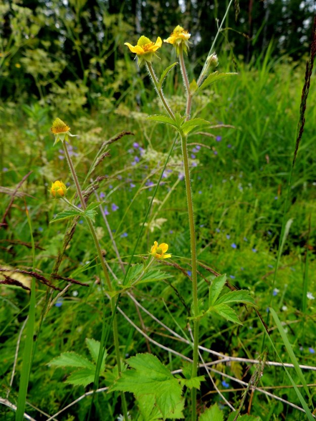 Geum aleppicum - idänkellukka on harvinainen uustulokas Suomessa. Siitä on viime vuosikymmeniltä havaintoja ainakin Varsinais-Suomen, Uudenmaan, Etelä-Karjalan, Satakunnan, Etelä-Savon ja Pohjois-Hämeen eliömaakunnista. Paikoin laji on vakiintunut. Kasvupaikkoina ovat lähinnä satamat, lastauspaikat, puuvarastoalueet, pientareet ja tienlaiteet sekä pihat ja puistot. 9.7.2015. Copyright Hannu Kämäräinen.