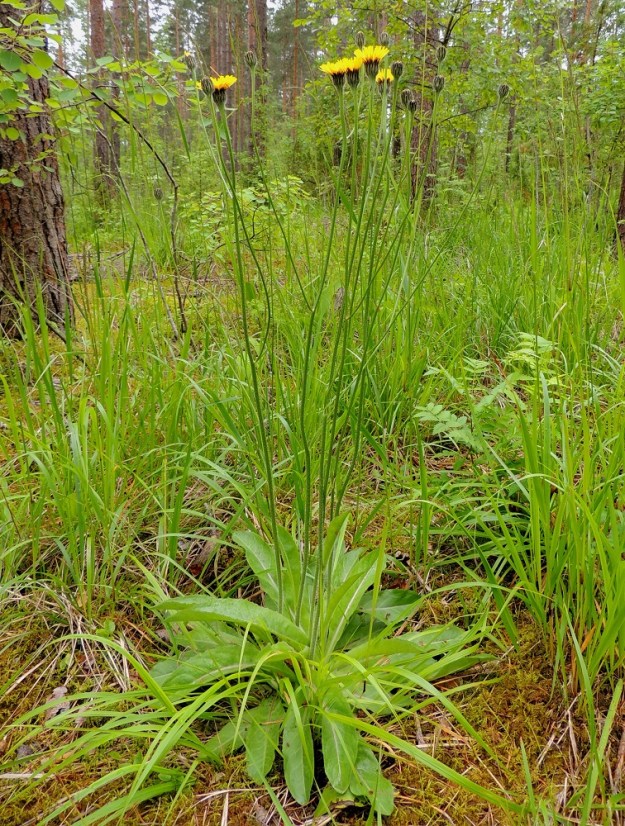 Hypochoeris maculata - (harju)häränsilmä on pysty ja tavallisesti noin 40-70 cm korkea. Se on Suomessa alkuperäinen ja yleinen etelästä päin Satakunnan, Etelä-Hämeen ja Etelä-Savon eliömaakuntiin saakka sekä harvinainen Pohjois-Karjalan eliömaakunnassa eteläosaa lukuun ottamatta, missä se on aika yleinen. Lisäksi lajista on muutamia havaintoja myös Pohjois-Hämeen ja Pohjois-Savon eliömaakunnista. Kasvupaikkoina ovat lähinnä harjumetsät ja muut valoisat, hiekkapitoiset metsät, metsäaukeat, hiekkaiset kedot, kalliot, luonnonlaitumet ja ahot sekä piennarniityt ja tienvarret. ES, Lappeenranta, Mattila, Mattilankangas Mattilantien ja Koppelontien kulmauksessa, metsäpolun varsi, 8.7.2015. Copyright Hannu Kämäräinen.