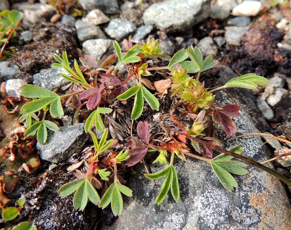 Sibbaldia procumbens - tunturinärvänä näyttää kovin erilaiselta kuin edellisessä kuvassa, kun kasvupaikkana on karunoloinen lakipaljakkakivikko, josta lumet ovat väistyneet vasta myöhemmin kesällä. Kukkavarret kukintoineen yltävät vain juuri ja juuri kasvukivikon yläpuolelle. Myös ruusukelehdet ovat pienet ja vasta kasvunsa alussa, vaikka heinäkuun puoliväli on jo ylitetty. EnL, Enontekiö, Kilpisjärvi, Saana, Saanan lakialuepaljakka, 1 015 m mpy, 17.7.2013. Copyright Hannu Kämäräinen.