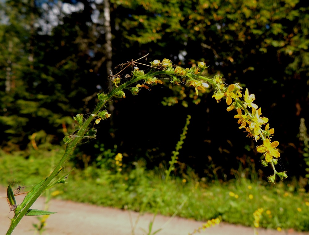 Agrimonia pilosa - idänverijuuren kukinto on kapea tähkä, joka on yleensä noin 15-25 cm pitkä ja noin 1,5-2 cm leveä. Se pitenee kukinnan edetessä. Tähkäranka on siirottavan hapsikarvainen. Kukkapohjuksen kärkisukasiin tarttuu helposti tuulen kuljettamia, kuivuneita osasia muista kasveista. 9.8.2015. Copyright Hannu Kämäräinen.