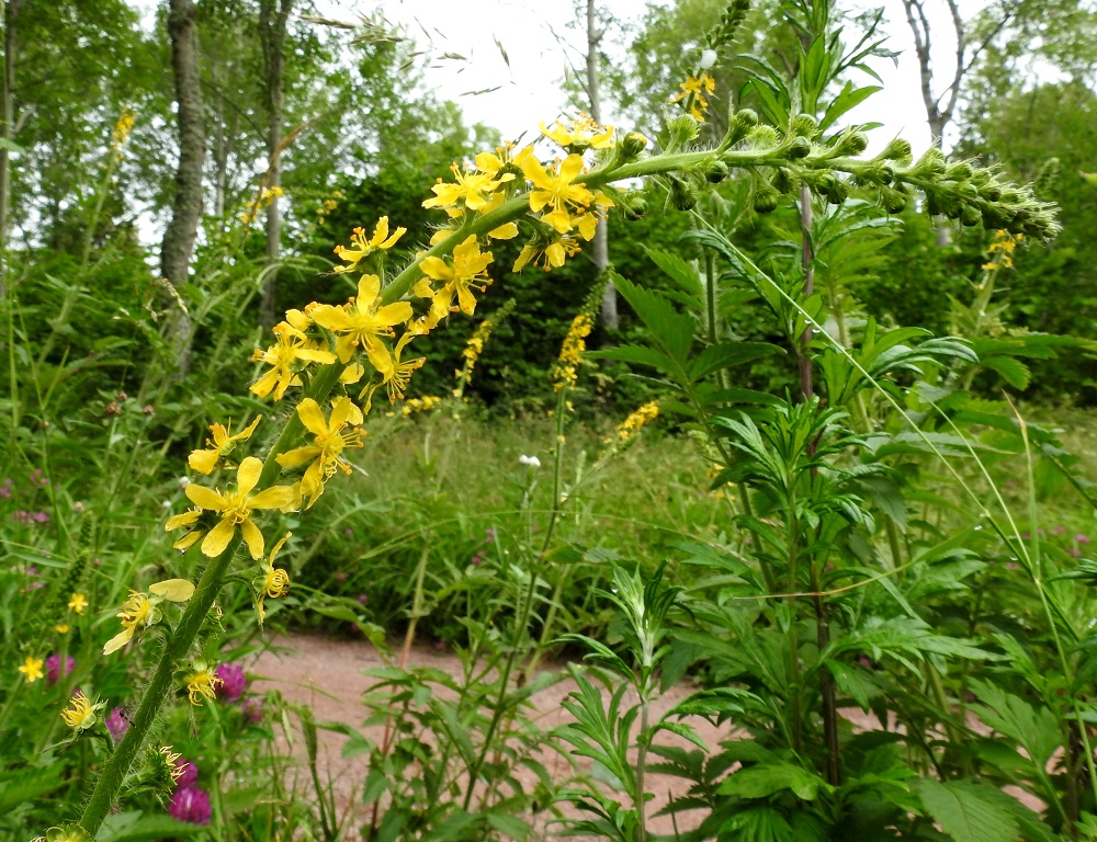Agrimonia procera - tuoksuverijuuren kukinto on varren ja sen haarojen latvassa oleva, kapea tähkä, joka on yleensä noin 15-30 cm pitkä ja noin 1,5-2 cm leveä. Se pitenee kukinnan edetessä. 12.7.2017. Copyright Hannu Kämäräinen.