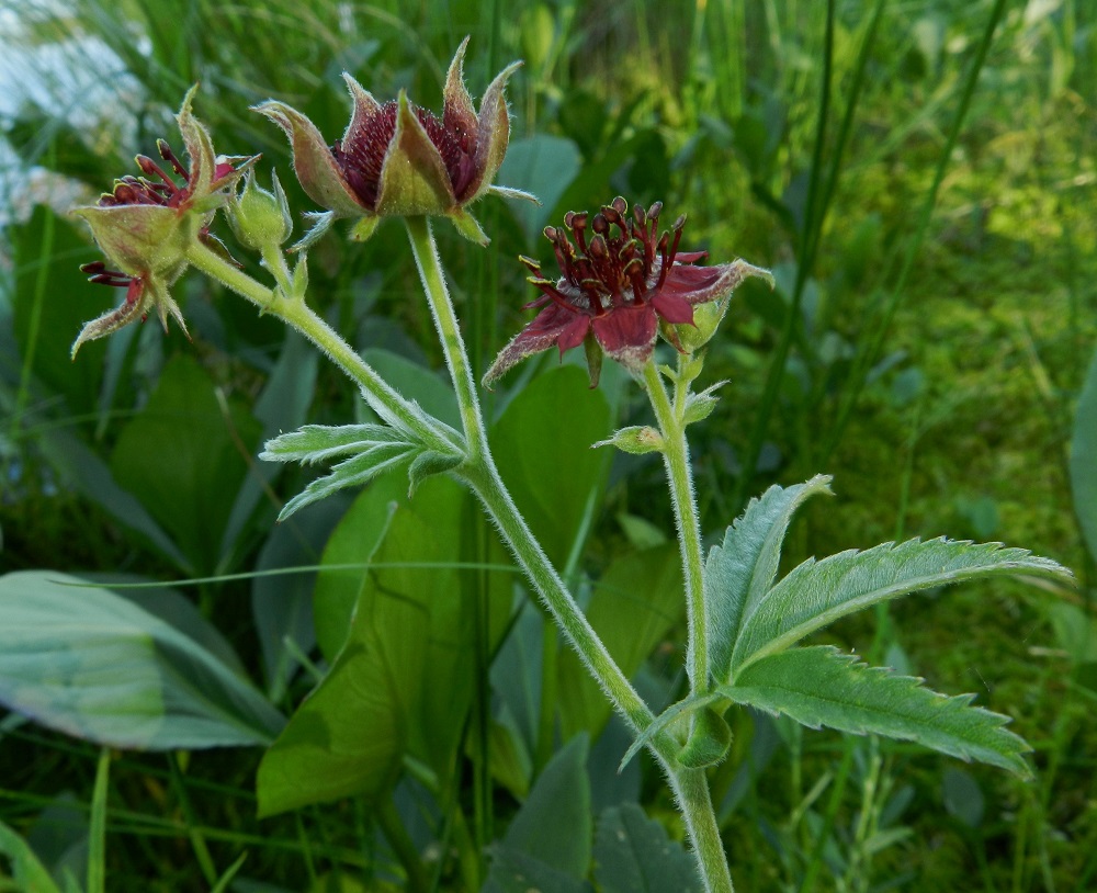 Comarum palustre - (suo)kurjenjalan kukinto on varren ja haarojen kärjessä huiskilomaisesti. Kukkaperä on useimmiten noin 10-40 mm pitkä, karvainen ja nystykarvainen. Osa kukista on tukilehdellisiä, ja toisinaan kukkaperissä on myös esilehtiä. Ne ovat puikeat tai suikeat, joskus pitkäkärkiset ja noin 1-7 mm pitkät. Kukat ovat ulkoverhiöllisiä. EH, Hämeenlinna, Pullerinmäki, Viisari, Kahtoilammen rantaneva Ahvenistonharjun juurella, 2.7.2011. Copyright Hannu Kämäräinen.