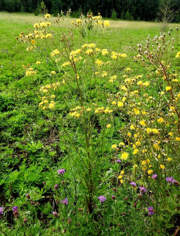 Crepis biennis - piennarkelton moni-ilmeisyyteen sopii, että toisinaan varret alkavat pelkän latvaosan lisäksi haaroa tiheästi jo tyveltä alkaen. Pientareiden lisäksi tyypillisiä kasvupaikkoja ovat tienvarsiniityt ja kesantopellot. Kuvassa on seuralaisena tyvellä ahdekaunokki, Centaurea jacea ja ympärillä runsas komealupiini, Lupinus polyphyllus. 8.7.2024. Copyright Hannu Kämäräinen.