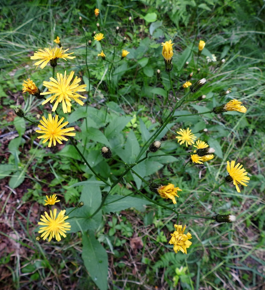 Crepis paludosa - suokelton keltakukkaisia mykeröitä on yleensä vartta kohti noin 10-25. Samaan aikaan, kun uusia nuppuja vielä kehittyy, varhaisimmat mykeröt kypsyttelevät jo pähkylöitään. 3.7.2024. Copyright Hannu Kämäräinen.