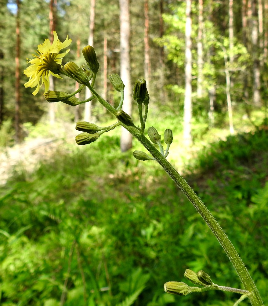 Crepis praemorsa - vanakelton kukintomykeröt ovat aluksi vanan latvassa terttumaisesti ja vähän alempana kerrannaisterttuna. 17.6.2017. Copyright Hannu Kämäräinen.