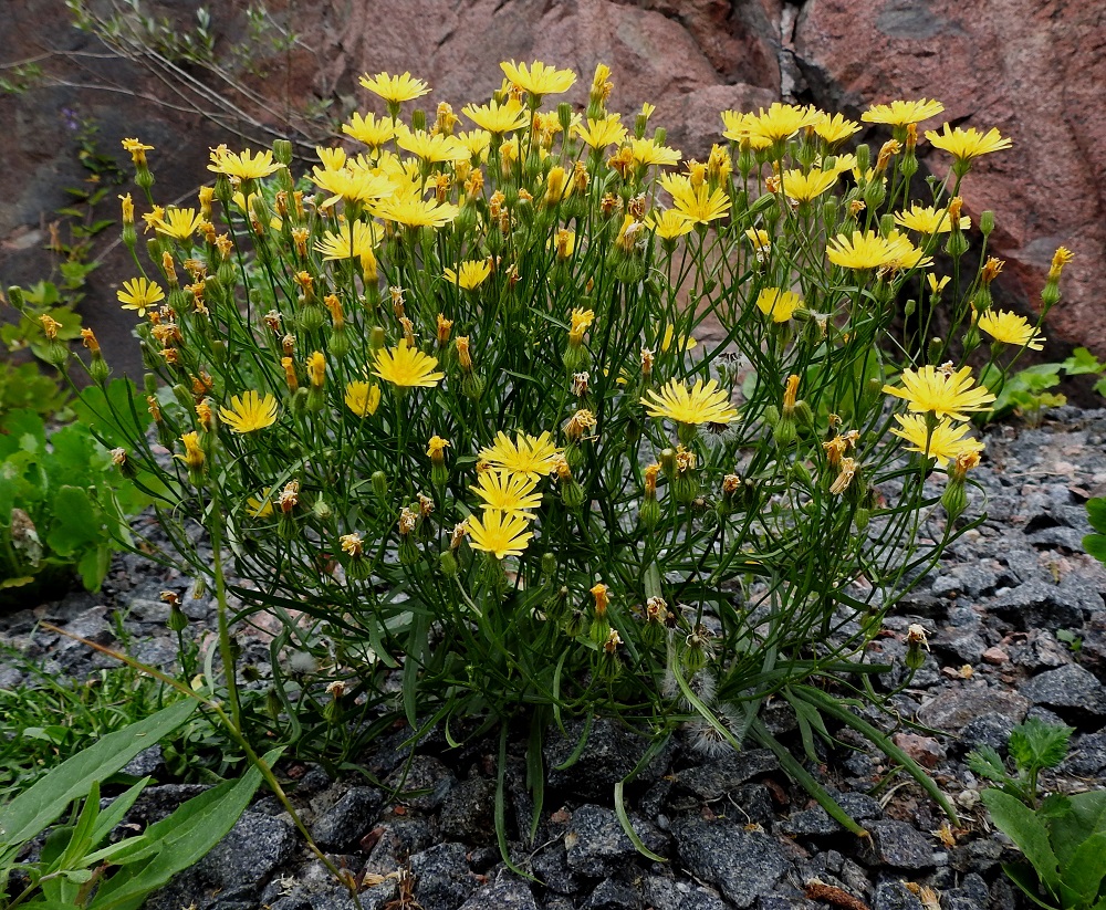 Crepis tectorum subsp. tectorum - kallioketokeltto on hyvin muunteleva ja voi kasvaa myös tosi monivartisina tuppaina. Kuvan yksilöllä ei ole enää merkkiäkään tyvilehdistä, ja kaikki varsilehdet näyttävät olevan tasasoukan suikeita ja ehytlaitaisia. Kalliokasvi voi saavuttaa rehevän runsaan ulkomuodon pelkällä sora- ja sepelipohjalla. V, Naantali, satama-alueelle vievän Satamatien laita, tien ja kallioleikkauksen välinen kapea kaista, 26.6.2019. Copyright Hannu Kämäräinen.