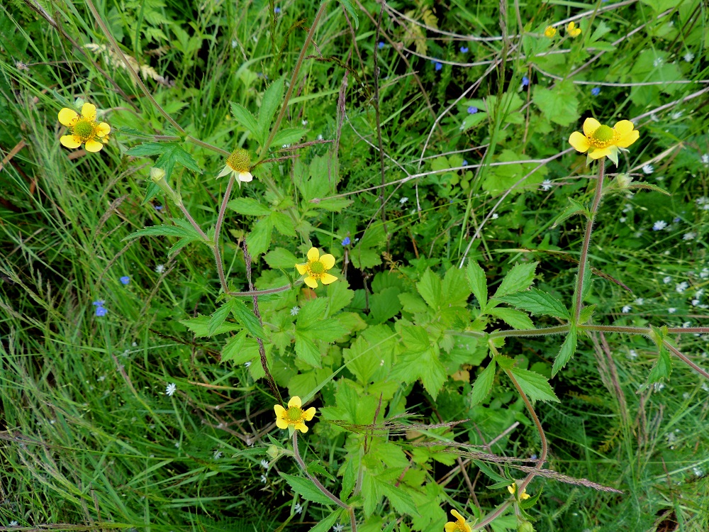 Geum aleppicum - idänkellukan varret ovat alempaa vihreät ja yläosastaan haarovat sekä usein punertavat. Kukinto on varren ja sen haarojen latvassa lähes leveän viuhkomaisesti. Kukat ovat pystyjä. Kukintohaarat ovat lehtihankaiset. Hankalehdet ovat yleensä kapeanpuikean tai kapean vastapuikean kolmilehdykkäiset, -sormiset tai -liuskaiset. 9.7.2015. Copyright Hannu Kämäräinen.