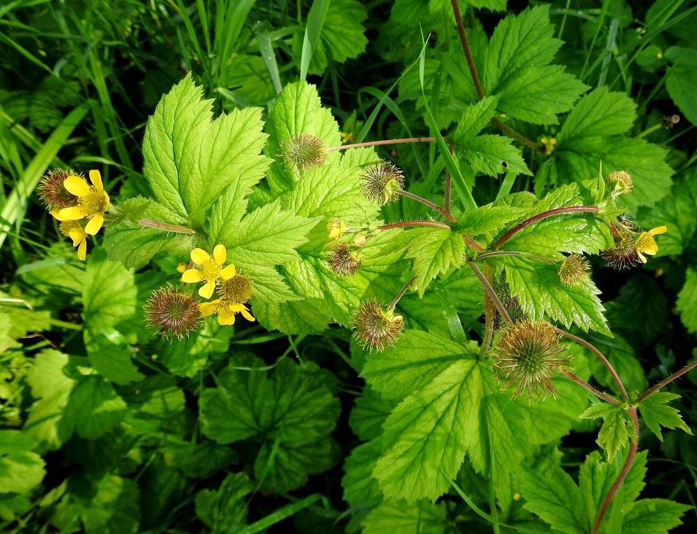 Geum macrophyllum - japaninkellukan kukinto on varren ja sen haarojen latvassa lähes viuhkomaisesti. Kukkia on yleensä enintään 10-15 vartta kohti. Kukintohaarat ovat lehtihankaiset. Hankalehdet ovat varsilehtien kaltaiset mutta pienenevät latvaa kohti. Kukkaperä on kukintavaiheessa yleensä noin 5-15 mm pitkä mutta pitenee hedelmävaiheessa huomattavasti. 24.6.2024. Copyright Hannu Kämäräinen.