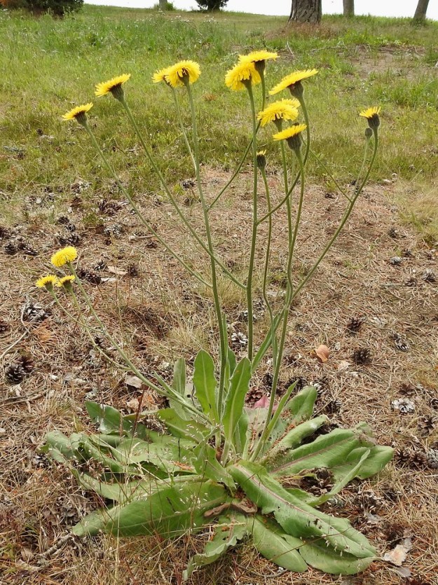 Hypochoeris maculata - (harju)häränsilmän varret voivat olla myös niukkahaaraiset. Haarat ovat yleensä noin 10-30 cm pitkät. Ruusukelehtien lisäksi varsissa voi olla yhdestä kahteen ruoditonta lehteä, jotka ovat suikeahkot, puikeahkot tai kapean vastapuikeat ja suippokärkiset sekä yleensä noin 2-13 cm pitkät ja leveimmältä kohtaa noin 0,5-3 cm leveät. A, Eckerö, Käringsundby, Käringsundsvägenin (tie 106) varsi leirintäalueen kohdalla, merenrannan nurmettunut kangasmaa, 9.7.2017. Copyright Hannu Kämäräinen.