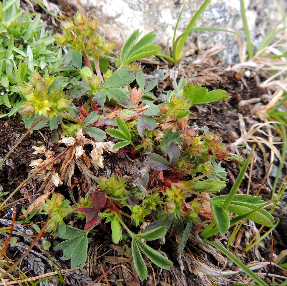 Sibbaldia procumbens - tunturinärvänä on alkuperäinen laji Suomessa. Sen esiintymisalue rajautuu Enontekiön Lapin, Inarin Lapin, Kittilän Lapin ja Sompion Lapin eliömaakuntiin sekä Koillismaan eliömaakunnan pohjoisosaan. Yleinen se on Käsivarren Lapin suurtunturialueella ja Inarin Lapin pohjoisosissa. Muualla esiintymisalueellaan se on harvinainen. Kasvupaikkoina ovat lähinnä tunturiniityt, paljakan kiviset kankaat, tunturipurojen varret ja lumenviipymäalueet. Laji on todettu silmälläpidettäväksi (NT). Luokkaan johtaneena kriteerinä on yksilöiden määrän merkittävä vähentyminen. Kuvan vasemmassa yläkulmassa näkyy seuralaisena varrettomana kukkiva lumijäkkärä, Omalotheca supina. EnL, Enontekiö, Kilpisjärvi, Saana, Saanan lakialuepaljakka, 1 015 m mpy, 17.7.2013. Copyright Hannu Kämäräinen.