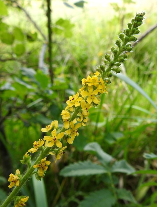 Agrimonia eupatoria - maarianverijuuren kukat ovat pieniä ja tähkässä yksittäin kierteisesti. Teriö on kirkkaankeltainen, säteittäinen ja yleensä noin 9-11 mm leveä. 13.7.2022. Copyright Hannu Kämäräinen.