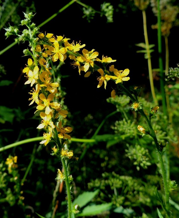 Agrimonia pilosa - idänverijuuren kukat ovat pieniä ja tähkässä yksittäin kierteisesti. Teriö on keltainen tai vaaleankeltainen, säteittäinen ja yleensä noin 6-9 mm leveä. 9.8.2015. Copyright Hannu Kämäräinen.