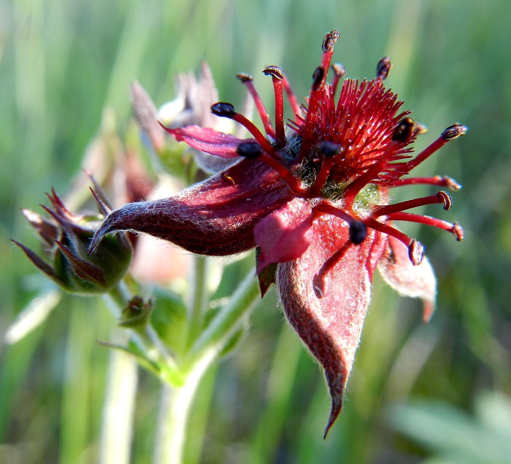 Comarum palustre - (suo)kurjenjalka on kukkarakenteeltaan poikkeava laji ruusukasvien joukossa. Kookkaat verholehdet ovat syrjäyttäneet hyvin pieniksi jäävien terälehtien paikan hyönteispölytteiseen heimoon kuuluvan lajin vetovoimatekijänä. Verholehtiä on yleensä viisi tai kuusi. Ne ovat puikeat, pitkän teräväkärkiset, molemmin puolin karvaiset ja nystykarvaiset sekä sisäsivultaan lähes punaiset tai ruskeanpunaiset. EH, Hämeenlinna, Luolaja, Hattelmalanjärven lounaispuolinen rantasuo lintutornin lähellä, 27.6.2011. Copyright Hannu Kämäräinen.