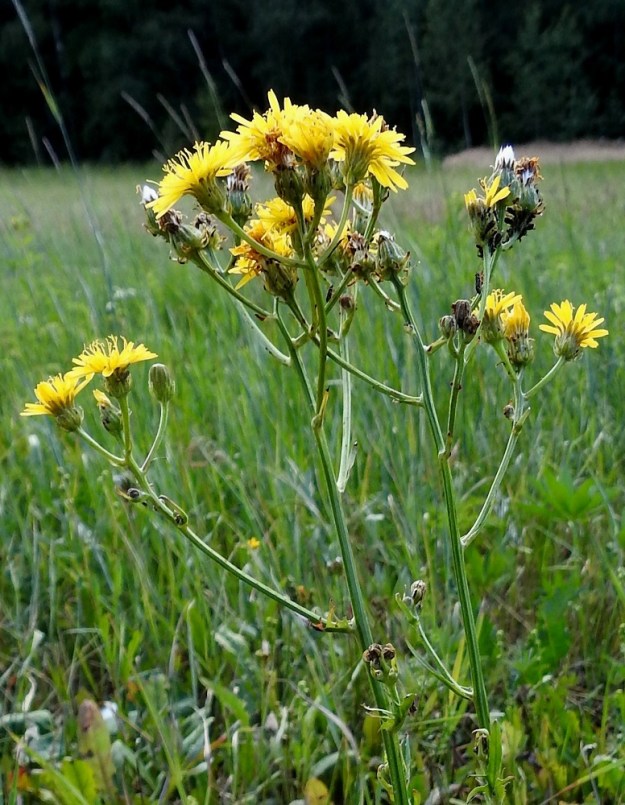 Crepis biennis - piennarkelton kukintokokonaisuus on varren ja haarojen latvassa kerrannaisen huiskilomaisesti. 8.7.2024. Copyright Hannu Kämäräinen.