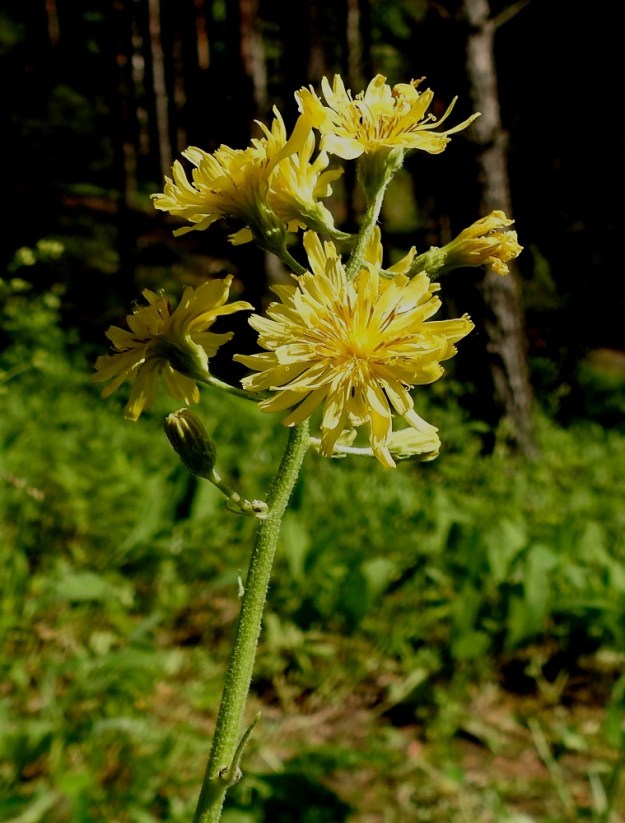 Crepis praemorsa - vanakelton kukintomykerö on kukintavaiheestakin riippuen tavallisesti noin 15-30 mm leveä. Mykeröperän ja usein kukintohaarankin tyvellä on rihmamaisen kapea tukilehti. Kuvassa pari tukilehteä on alempanakin osoittamassa tulevan tai alkuunsa kuihtuneen mykerön tai kukintohaaran paikkaa. 7.6.2024. Copyright Hannu Kämäräinen.