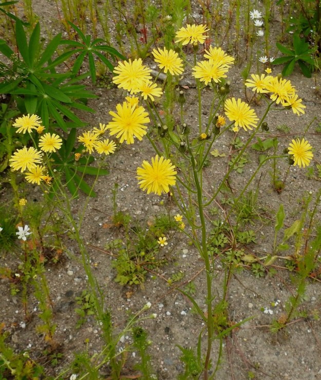 Crepis tectorum subsp. tectorum - kallioketokelton kukintokokonaisuus on varren ja haarojen latvassa kerrannaisen huiskilomaisesti. EH, Iitti, itälaita aivan Kouvolan rajan tuntumassa, Tillola, Miehonkangas, Anhavaistentien varressa oleva sorakenttäalue, 1.7.2017. Copyright Hannu Kämäräinen.