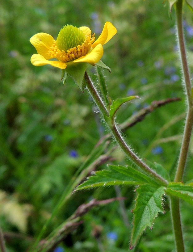 Geum aleppicum - idänkellukan varret ja kukintohaarat ovat siirottavasti jäykkäkarvaiset. Verholehdet ovat jo kukintavaiheessa taakäänteiset eli kääntyneet teriöstä poispäin. Keltateriöisessä kukassa on paljon heteitä ja emejä. Emien paljous nousee jo varhain kummuksi hederingin keskelle. 9.7.2015. Copyright Hannu Kämäräinen.