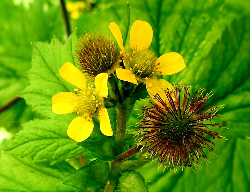 Geum macrophyllum - japaninkellukan kukat kehittyvät nopeasti kohti hedelmäastetta. Jo kesäkuussa ja koko kukinta-ajan avoimien kukkien ympärillä on myös pallomaisia, kypsyviä hedelmistöjä. Teriö on keltainen ja yleensä noin 15-18 mm leveä. 24.6.2024. Copyright Hannu Kämäräinen.