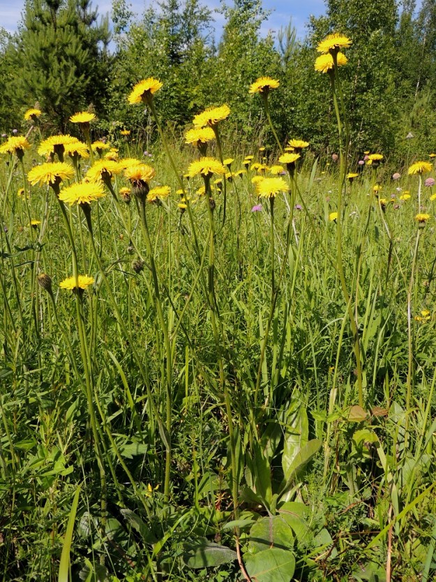 Hypochoeris maculata - (harju)häränsilmä voi monen muun harju- ja metsälajin tavoin hakeutua myös tienpientareille ja tienvarsiniityille, jotka niitolla pidetään avoimina ja vastaavat näin ollen aika hyvin entisiä ahoja ja luonnonlaitumia. Niityillä kasvustot saattavat olla laajoja, tiheitä ja hyvin monivartisia. PK, Kitee, Lepikko, Joensuuntien (Valtatie 6) laide Kiteen keskustaan vievän Puhoksentien (tie 486) risteyksen eteläpuolella, 10.7.2015. Copyright Hannu Kämäräinen.