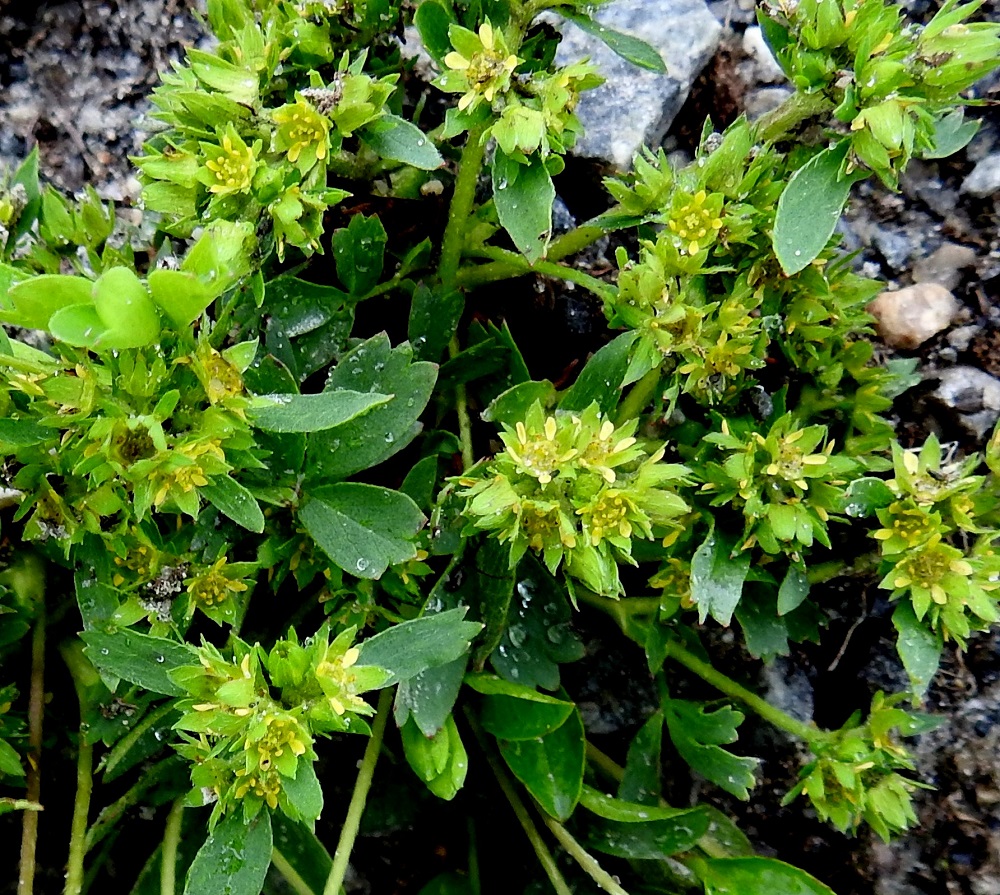 Sibbaldia procumbens - tunturinärvänän kukintohaarojen ja kukkien tyvellä on yleensä korvakkeellinen ja yksilehdykkäinen tukilehti, joka on suikea ja hampaaton tai ruusukelehtien lehdykän tavoin vastapuikea ja kärkihampainen sekä noin 3-10 mm pitkä. Varsiin kasvaa toisinaan yksittäinen, lyhyehköruotinen ja kolmilehdykkäinen varsilehti, joka on lavaltaan ruusukelehtien kaltainen mutta pienempi. Tällainen varsilehti näkyy kuvassa oikeassa alakulmassa. EnL, Enontekiö, Kilpisjärvi, Mallan luonnonpuisto, Pikku-Mallan kivikkoinen, rapautuva koillisrinne Kilpisjärven pohjoispään tasalla, 675 m mpy, 19.7.2023. Copyright Hannu Kämäräinen.