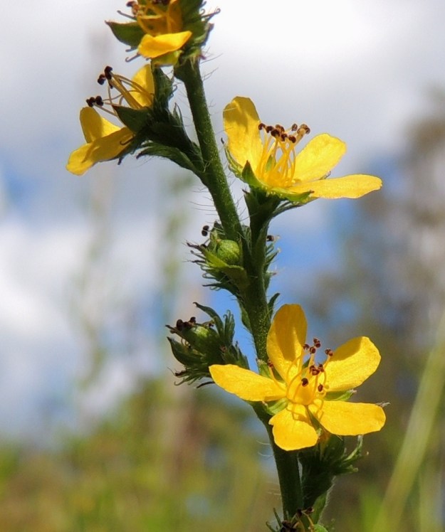 Agrimonia pilosa - idänverijuuren kukassa on viisi terälehteä. Ne ovat lähinnä soikeat, pyöreähkökärkiset ja lyhyeksi, kapeaksi tyviosaksi eli kynneksi suippenevat. Pituutta terälehdillä on tavallisesti noin 2,5-4 mm ja leveyttä leveimmältä kohtaa noin 1,5-2 mm. Heteitä näyttäisi olevan yleisimmin 8-12. Niiden palhot ovat keltaiset ja noin 1,5-2 mm pitkät ja ponnet noin 0,5 mm pitkät. Emejä on kaksi tai harvoin yksi. Ne ovat noin 1-2 mm pitkät (näkyy seuraavassa kuvassa). Kukintoranka on hapsikarvoituksen lisäksi myös lyhyesti nystykarvainen. 9.8.2015. Copyright Hannu Kämäräinen.
