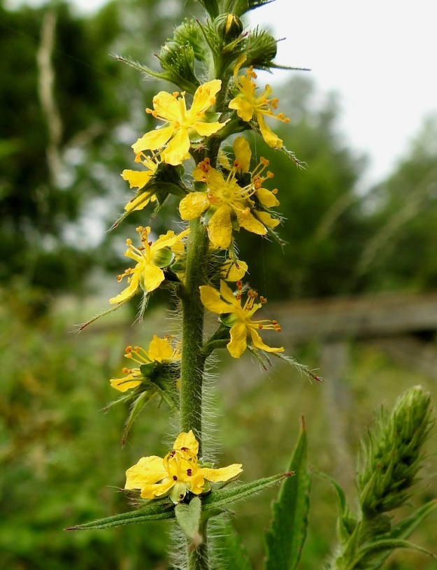 Agrimonia procera - tuoksuverijuuren kukat ovat tähkässä yksittäin kierteisesti. Kukkaperä on yläviisto, noin 1-3 mm pitkä. Sen tyvellä on kaksi tukilehteä, jotka ovat kapealiuskaiset, laidoiltaan pitkäkarvaiset ja noin 4-8 mm pitkät. Alempi tukilehti on kolmiliuskainen ja selvästi ylempää pitkäliuskaisempi. Erityisesti keskiliuska voi ulottua huomattavasti kukkaa pitemmälle. Kukintoranka on pitkän hapsikarvainen ja hyvin lyhyesti nystykarvainen. 12.7.2017. Copyright Hannu Kämäräinen.
