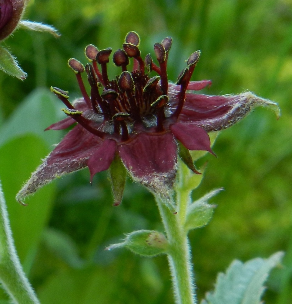 Comarum palustre - (suo)kurjenjalan kukan leveys vaihtelee verhiön koon mukaan suuresti ollen tavallisesti noin 15-40 mm. Verholehdet ovat useimmiten noin 6-15 mm pitkät ja leveimmältä kohtaa noin 4-7 mm leveät. Terälehtiä on useimmiten 5-6, ja ne ovat pienet sekä aika huomaamattomat. Ne ovat suikean vastapuikeat, jyrkästi teräväksi kärjeksi suippenevat ja punaiset tai tummanpunaiset sekä yleensä noin 3-8 mm pitkät ja leveimmältä kohtaa noin 1-2 mm leveät. Kukassa on tavallisimmin 20 hedettä. Niiden palhot ovat tummanpunaiset ja noin 2-4 mm pitkät. Ponnet ovat pyöreämuotoiset mutta litteähköt ja mustanpunaiset sekä noin 1-1,5 mm pitkät. EH, Hämeenlinna, Pullerinmäki, Viisari, Kahtoilammen rantaneva Ahvenistonharjun juurella, 2.7.2011. Copyright Hannu Kämäräinen.