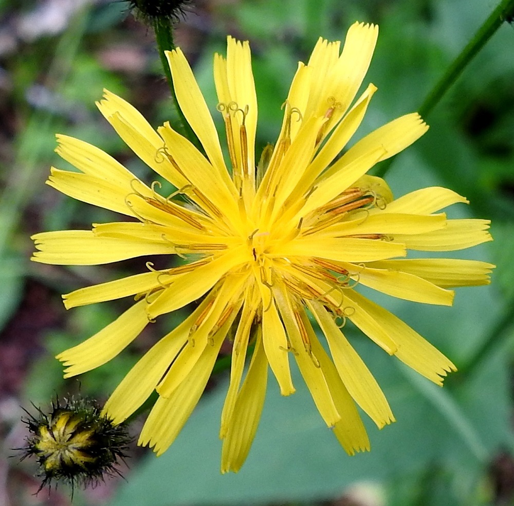 Crepis paludosa - suokelton kielikukkien kieli on lähes tasasoukka, kärjestään viisihampainen ja noin 2-3 mm leveä. Kuvan mykerössä kielikukkia on 38. Laitimmaisten kukkien kieli on enintään noin 12-15 mm pitkä ja keskimmäisten kukkien vähintään noin 6-8 mm pitkä. Heteitä on viisi. Niiden tummankeltaiset, kapean tasasoukat ja noin 4-5 mm pitkät ponnet ovat lieriömäisen yhdiskasvuisesti emin vartalon ympärillä. Emi on yksivartaloinen ja luotiltaan kaksiliuskainen. 3.7.2024. Copyright Hannu Kämäräinen.