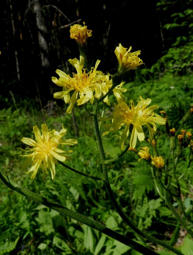 Crepis praemorsa - vanakelton mykeröperä on vanan tavoin karvainen ja useimmiten noin 10-30 mm pitkä. 21.6.2012. Copyright Hannu Kämäräinen.