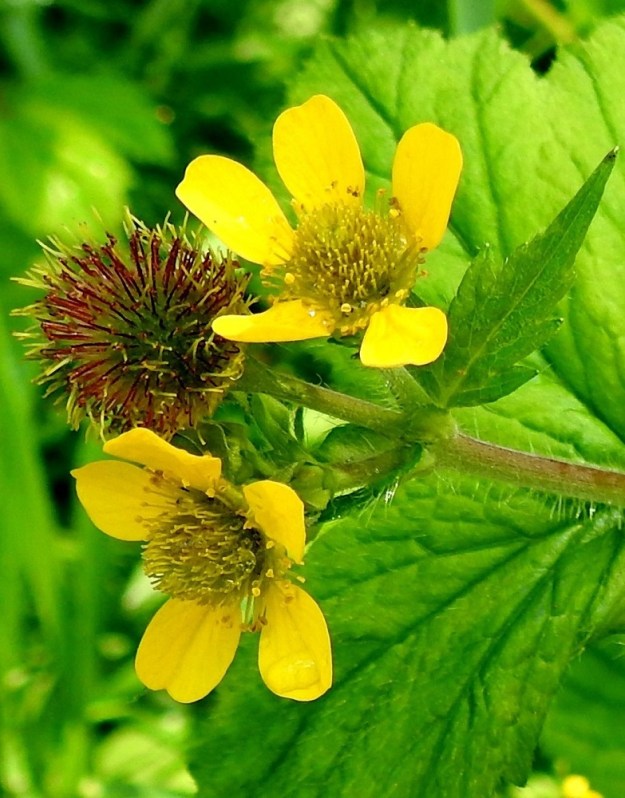 Geum macrophyllum - japaninkellukan kukassa on useimmiten viisi terälehteä. Ne ovat lähinnä soikeat tai pyöreämuotoisen vastapuikeat ja jyrkästi kapeaksi, lyhyeksi tyviosaksi eli kynneksi suippenevat. Pituutta terälehdillä on tavallisesti noin 6-7 mm ja leveyttä leveimmältä kohtaa noin 4-5,5 mm. 24.6.2024. Copyright Hannu Kämäräinen.