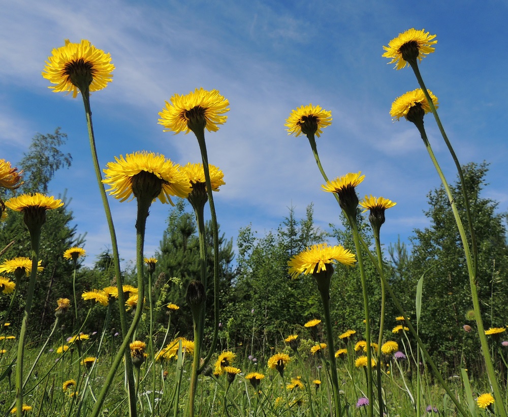 Hypochoeris maculata - (harju)häränsilmän kukintomykeröt ovat varren ja haarojen kärjessä yksittäin. Varret ja haarat paksunevat yläosastaan mykerön alta. PK, Kitee, Lepikko, Joensuuntien (Valtatie 6) laide Kiteen keskustaan vievän Puhoksentien (tie 486) risteyksen eteläpuolella, 10.7.2015. Copyright Hannu Kämäräinen.