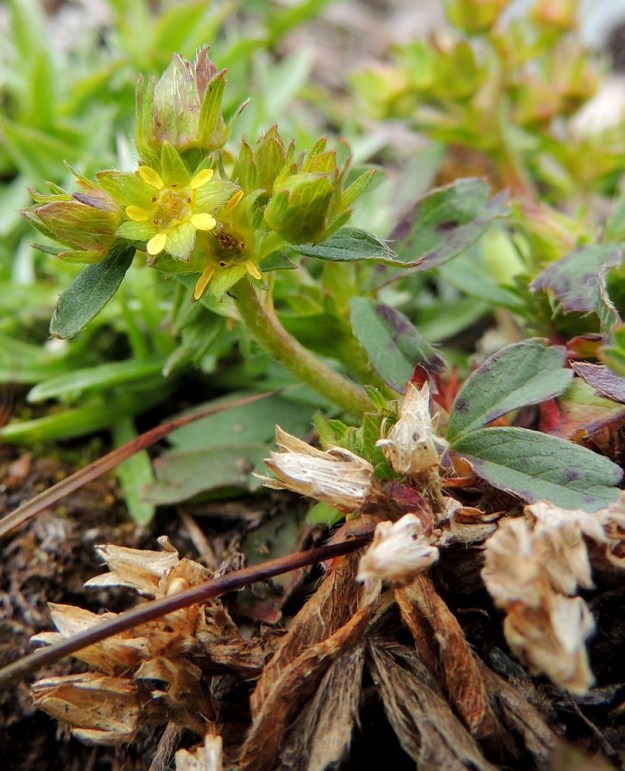 Sibbaldia procumbens - tunturinärvänän kukinto on varsipäätteinen, haaraton tai haarova ja tiheä huiskilo. Kuvan alalaidassa on vielä nähtävillä edellisen kasvukauden lakastuneita kukkia ja lehtiä. EnL, Enontekiö, Kilpisjärvi, Saana, Saanan lakialuepaljakka, 1 015 m mpy, 17.7.2013. Copyright Hannu Kämäräinen.