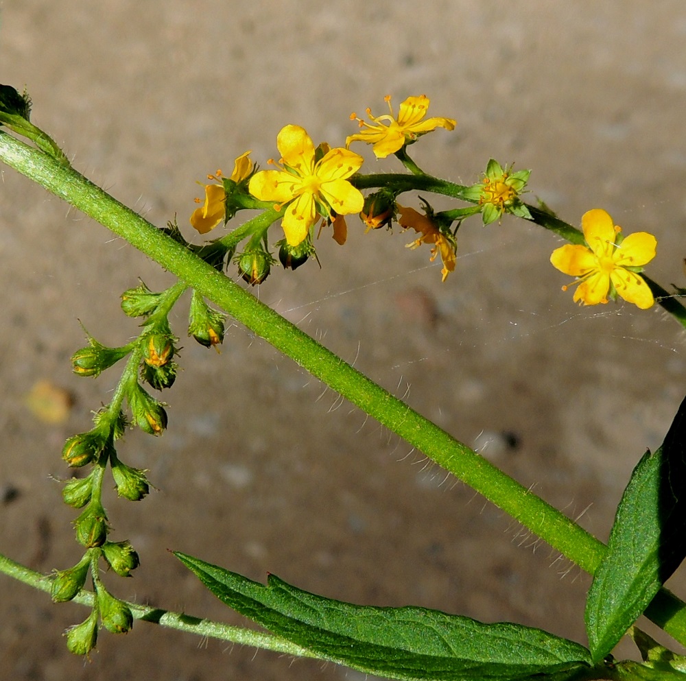 Agrimonia pilosa - idänverijuuren kukkaperä on yläviisto ja noin 1-2 mm pitkä. Verholehtiä on viisi. Ne ovat puikean kolmiomaiset, noin 2 mm pitkät ja leveimmältä kohtaa noin 1,2-1,5 mm leveät. Kehänalainen kukkapohjus on lähinnä vastakartiomainen ja noin 2 mm pitkä. 9.8.2015. Copyright Hannu Kämäräinen.