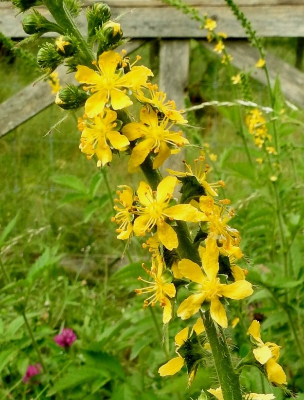 Agrimonia procera - tuoksuverijuuren teriö on kirkkaankeltainen, säteittäinen ja yleensä noin 9-11 mm leveä. Terälehtiä on viisi. Ne ovat lähinnä soikeat ja lyhyeksi, kapeaksi tyviosaksi eli kynneksi suippenevat. 12.7.2017. Copyright Hannu Kämäräinen.