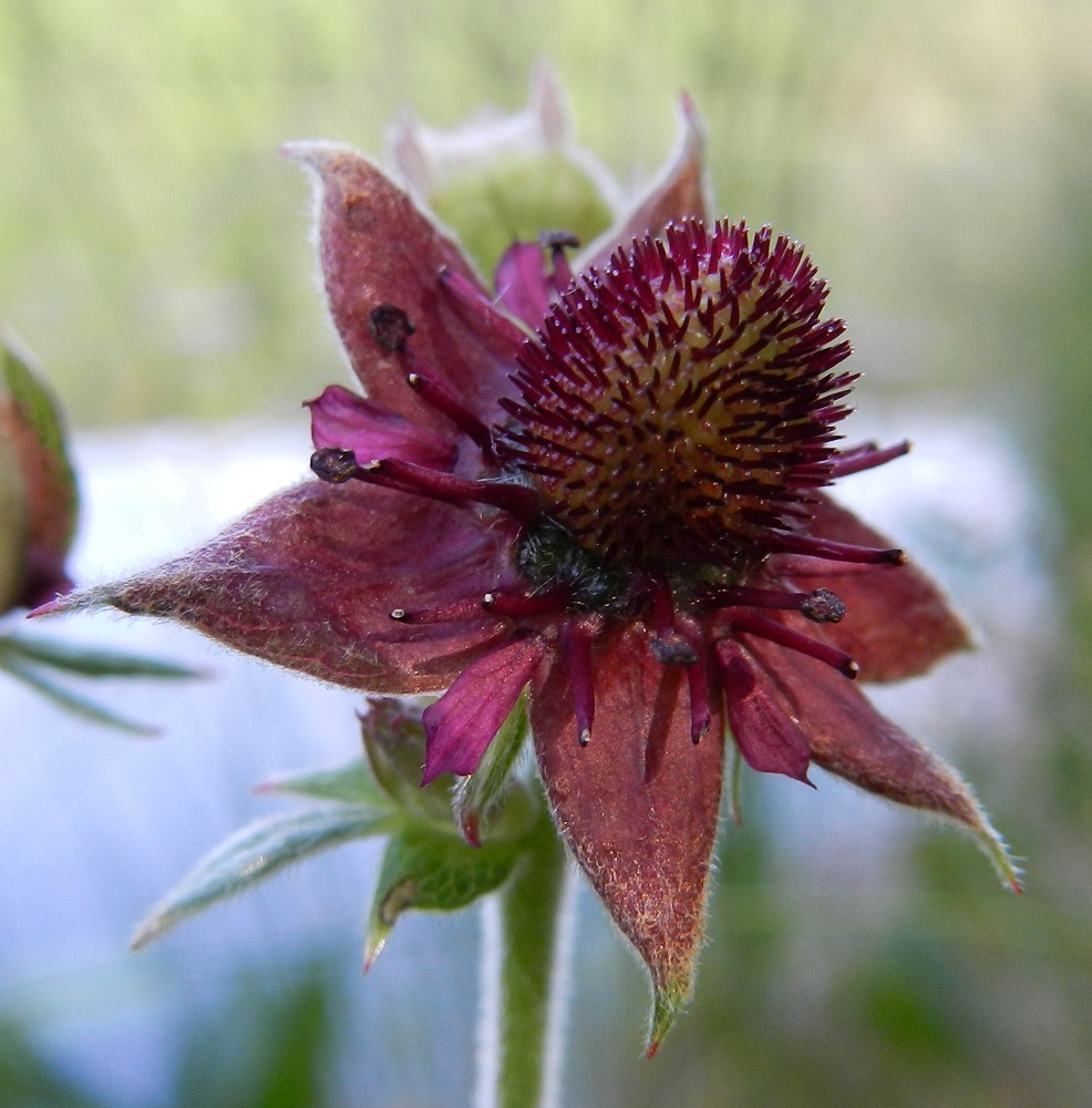 Comarum palustre - (suo)kurjenjalan heteiden ponsien karistessa siitepölyn vapauttamisen jälkeen emipohjus paisuu kukkeimmilleen. Emejä on hyvin paljon. Niiden vartalo on tummanpunainen ja noin 1 mm pitkä. Sen päässä on hyvin lyhyt ja noin vartalon levyinen luotti. EH, Hämeenlinna, Pullerinmäki, Viisari, Kahtoilammen rantaneva Ahvenistonharjun juurella, 2.7.2011. Copyright Hannu Kämäräinen.