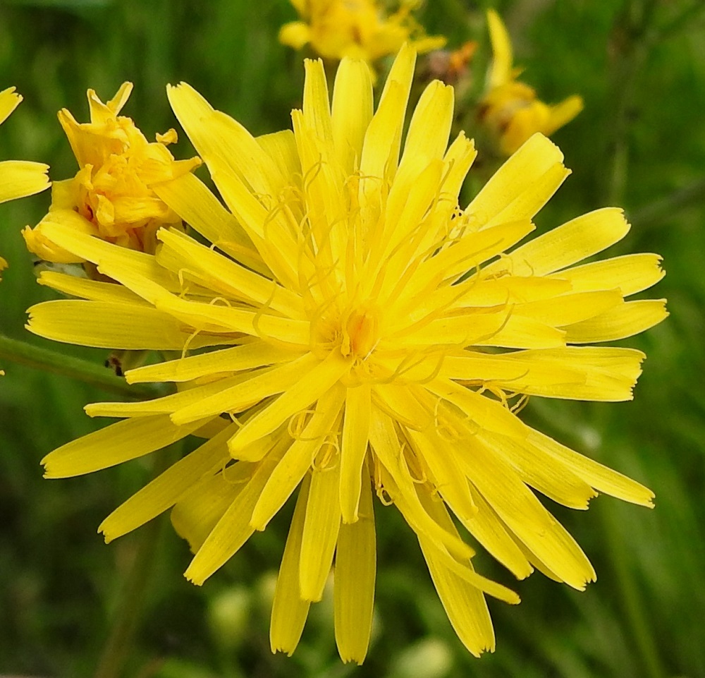 Crepis biennis - piennarkelton mykerössä on noin 50-60 kaksineuvoista ja keltaista kielikukkaa, joiden kieli on lähes tasasoukka, kärjestään viisihampainen ja noin 1,5-3 mm leveä. Laitimmaisten kukkien kieli on enintään noin 12-15 mm pitkä ja keskimmäisten kukkien vähintään noin 6-8 mm pitkä. Kuvan mykerössä on 57 kielikukkaa. 8.7.2024. Copyright Hannu Kämäräinen.