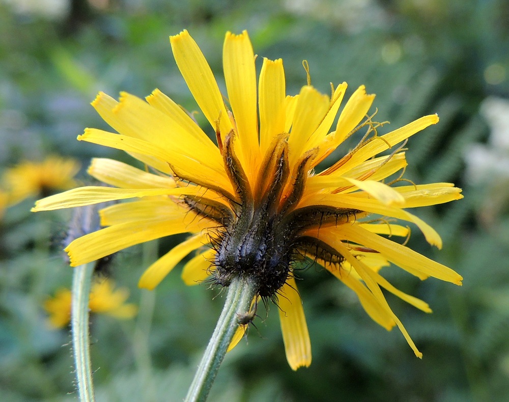 Crepis paludosa - suokelton mykerön uloimman kerroksen muodostavat pienet, kapeat ylälehdet eli kehtosuomut, jotka ympäröivät kahtena rivinä varsinaista kukintoa. Ulommat kehtosuomut ovat lähinnä kapeanpuikeat, melkein mustat, noin 3-5 mm pitkät ja noin 1 mm leveät. Sisemmät kehtosuomut ovat lähes tasasoukat, suippokärkiset ja mustanvihreät sekä noin 10-12 mm pitkät ja noin 1,2-1,5 mm leveät. Ulommat kehtosuomut ovat ulkopinnaltaan lähes kauttaaltaan ja sisemmät suomut vain keskisuonestaan pitkän ja mustan nystykarvaiset. Karvat ovat pisimmillään noin 2 mm pitkät. EH, Hämeenlinna, Idänpää, Papinniityn Saarenpäänkadun pohjoispäästä kohti Aulangonjärven eteläpäätä vievän metsätieuran varsi, Kihtersuo, puron varsi kosteapohjaisen sekametsän laidassa, 14.7.2016. Copyright Hannu Kämäräinen.