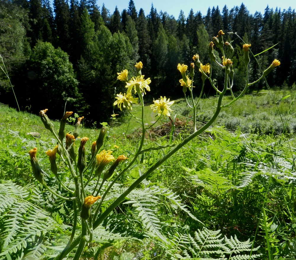 Crepis praemorsa - vanakelton mykeröstö usein kasvukauden kuluessa pitenee, laajenee ja haaroittuu viuhkomaisesti. 21.6.2012. Copyright Hannu Kämäräinen.