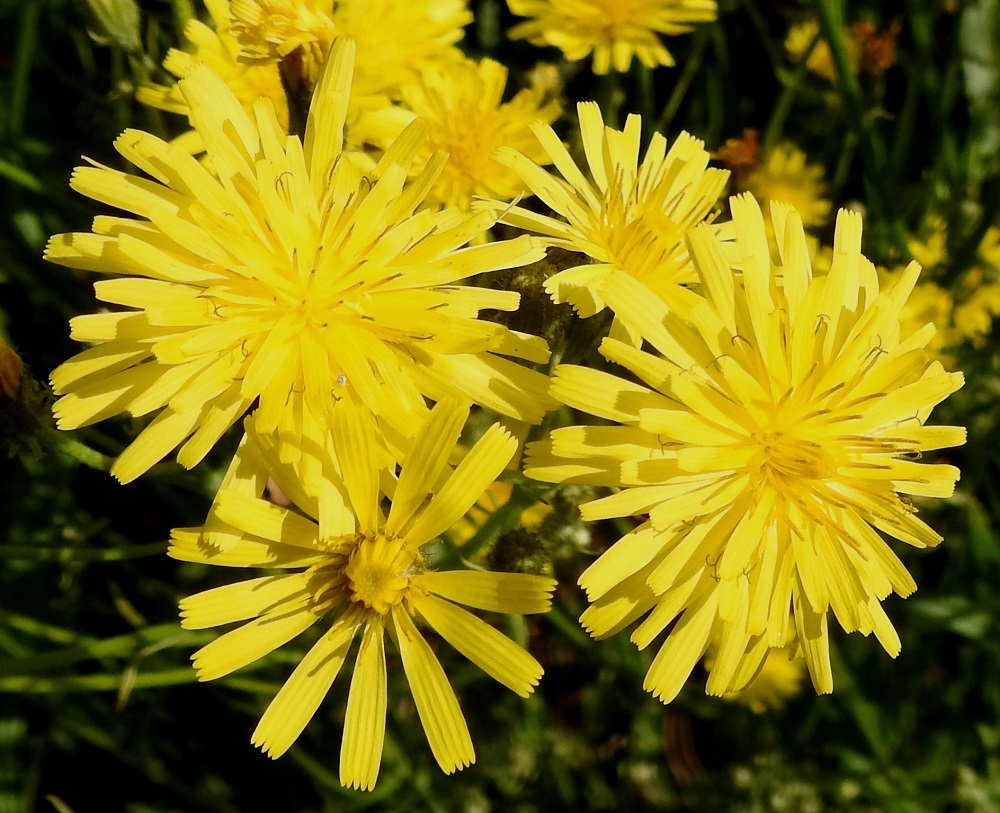 Crepis tectorum subsp. tectorum - kallioketokelton kukintomykerö on kukintavaiheestakin riippuen tavallisesti noin 10-20 mm leveä. Täydessä kukassa olevassa mykerössä on noin 40-55 kaksineuvoista, keltaista tai vaaleankeltaista kielikukkaa. EH, Iitti, Kausala, Myllytöyry, Kymentien (tie 12) varsi tankkausaseman kohdalla, 1.7.2017. Copyright Hannu Kämäräinen.