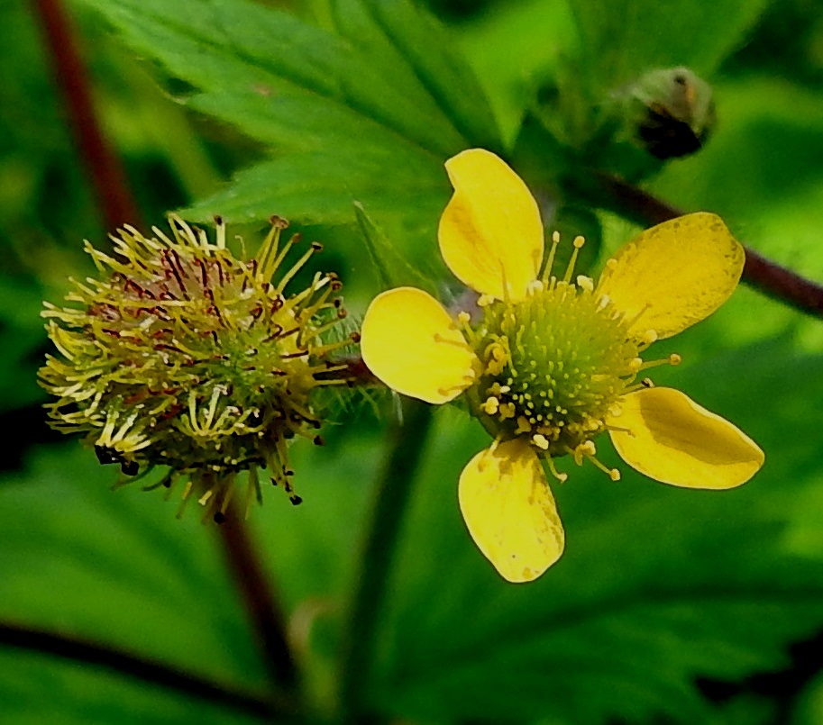 Geum macrophyllum - japaninkellukan kukassa on paljon heteitä ja emejä. Heteiden palhot ovat keltaiset tai vihertävänkeltaiset ja noin 1-2 mm pitkät. Ponnet ovat keltaiset ja noin 0,5 mm pitkät. Emin vartalot ovat kukintavaiheessa vihertävät ja noin 1-3 mm pitkät. Niiden päässä on lyhyt ja noin vartalon paksuinen luotti. 7.7.2023. Copyright Hannu Kämäräinen.