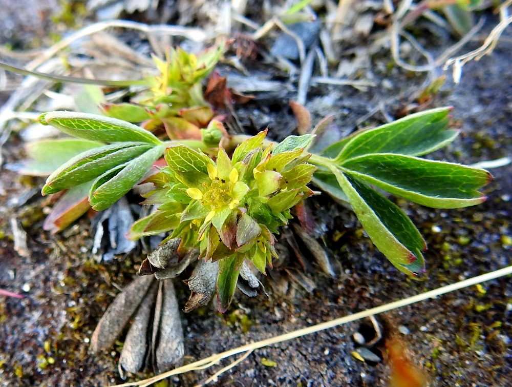 Sibbaldia procumbens - tunturinärvänän kukinto näyttää hyvin lehtevältä tukilehtien ja kookkaiden verhiöiden vuoksi. Kukan leveys määrittyykin terälehtiä laajemman ja sivulle siirottavan verhiön mukaan ja on tavallisesti noin 6-8 mm. EnL, Enontekiö, Kilpisjärvi, Korkea-Jehkasin eteläinen alarinne, Skirhasgaska, saksalaisten sota-aikana venäläisvangeilla rakennuttama, tunturille nouseva tieura, 675 m mpy, 10.7.2018. Copyright Hannu Kämäräinen.