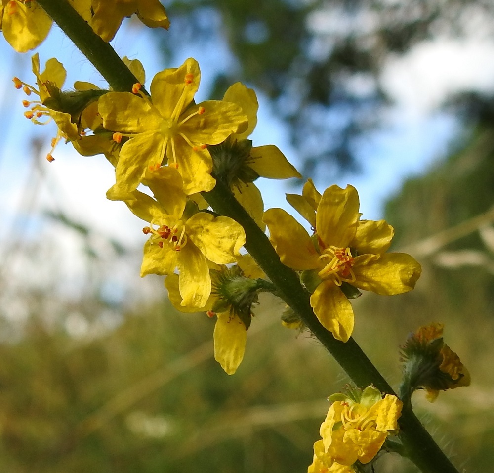 Agrimonia eupatoria - maarianverijuuren kukkaperä on yläviisto ja noin 1-3 mm pitkä. Sen tyvellä on kaksi tukilehteä, jotka ovat kapealiuskaiset ja noin 2,5-4 mm pitkät (eivät näy kuvassa kukkapohjusta vasten kovin hyvin). Verholehtiä on viisi. Ne ovat kolmiomaiset, noin 2 mm pitkät ja tyveltä noin 1-1,2 mm leveät. Kehänalainen kukkapohjus on lähinnä vastakartiomainen ja noin 2-2,5 mm pitkä. Sen kärkiosassa on koukkupäisiä sukasia, jotka ovat kukintavaiheessa vielä pehmeähköjä. 10.7.2022. Copyright Hannu Kämäräinen.