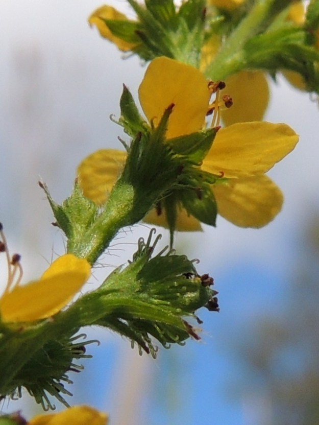 Agrimonia pilosa - idänverijuuren kukkaperän tyvellä on kaksi tukilehteä, jotka ovat kapealiuskaiset ja noin 3-7 mm pitkät. Alempi tukilehti on kolmiliuskainen ja selvästi ylempää pitkäliuskaisempi. 9.8.2015. Copyright Hannu Kämäräinen.