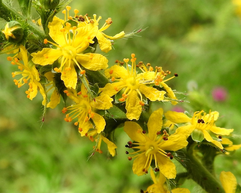 Agrimonia procera - tuoksuverijuuren terälehdet ovat pyöreähkö- tai lovikärkiset, tavallisesti noin 4-5 mm pitkät ja noin 2 mm leveät. Heteitä verijuurilla on 5-20. Tuoksuverijuurella niitä näyttäisi olevan yleisimmin 10-15. Heteiden palhot ovat keltaiset ja noin 2-2,5 mm pitkät. Ponnet ovat keltaiset ja lopulta ruskeat sekä noin 0,5-0,7 mm pitkät. Emejä on kaksi tai harvoin yksi. Ne ovat keltaiset tai kellanvihreät ja noin 1-2 mm pitkät. Vartalon päässä oleva luotti on lyhyt ja vain hieman vartaloa leveämpi. 12.7.2017. Copyright Hannu Kämäräinen.